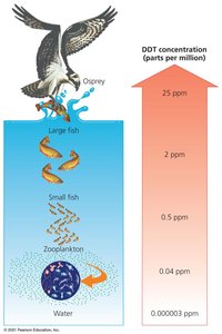 Diagram showing biomagnification of DDT in a food chain, with increasing concentration from water to fish to osprey