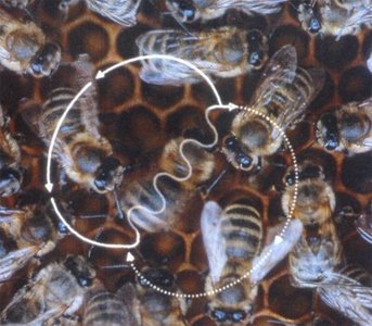 Age polyethism in honeybee workers