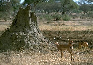 Termite mound in savanna
