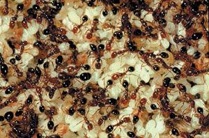 Ant colony with brood
