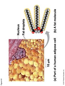 Fat droplets in a human adipose cell and a fat molecule structure