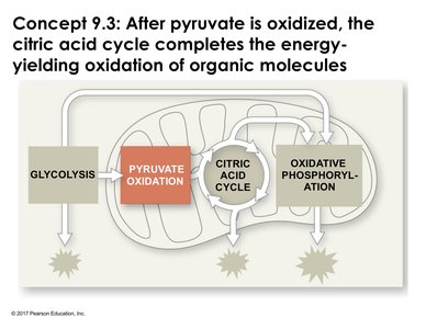 Overview of cellular respiration: glycolysis, pyruvate oxidation, citric acid cycle, oxidative phosphorylation