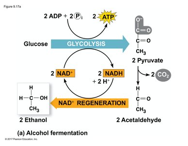 Alcohol fermentation pathway