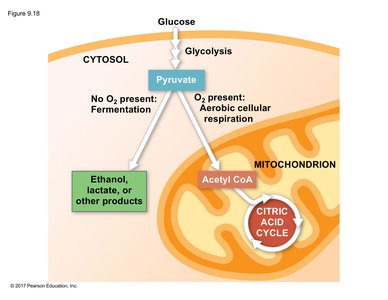 Fate of pyruvate: aerobic vs anaerobic pathways