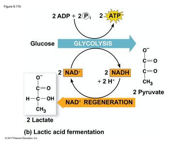 Lactic acid fermentation pathway