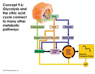 Metabolic integration of carbohydrates, fats, and proteins