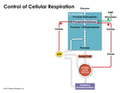 Control of cellular respiration by allosteric regulation