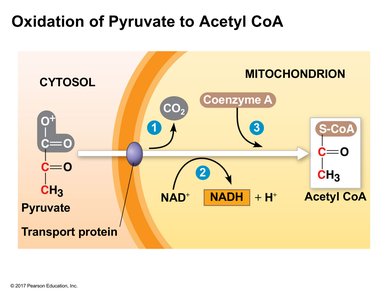 Oxidation of pyruvate to acetyl CoA