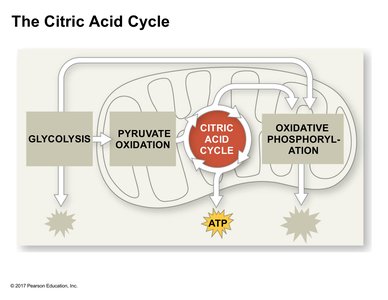 The citric acid cycle overview