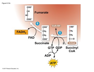 Substrate-level phosphorylation in the citric acid cycle
