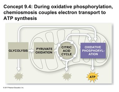 Overview of oxidative phosphorylation