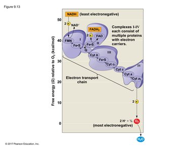 Electron transport chain free energy diagram