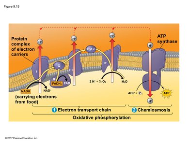 Electron transport chain and chemiosmosis