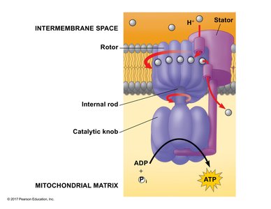 ATP synthase structure and function