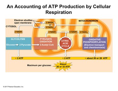ATP accounting in cellular respiration