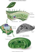 Leaf and chloroplast structure