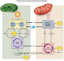 Comparison of chloroplast and mitochondrion energy flow