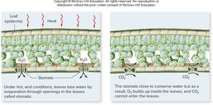 Photorespiration conditions in leaves