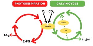 Photorespiration vs Calvin cycle