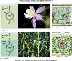 C3 and C4 photosynthesis pathways