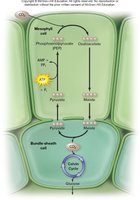 C4 plant carbon fixation steps