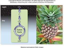CAM plant carbon fixation and pineapple example