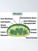 Chloroplast internal structure