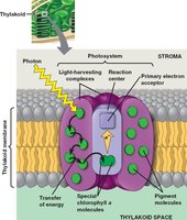 Photosystem structure and function