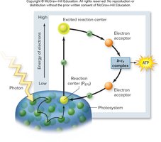 Cyclic electron flow in purple sulfur bacteria