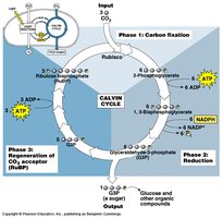 Calvin cycle phases and intermediates