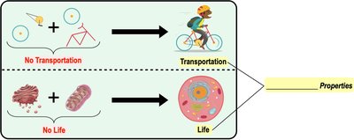 Emergent properties illustrated with transportation and life