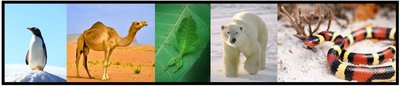 Examples of adaptation in various organisms