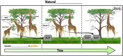 Natural selection illustrated with giraffes