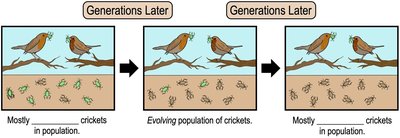 Evolution of a population illustrated with crickets