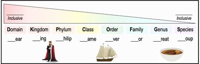 Mnemonic for taxonomic hierarchy