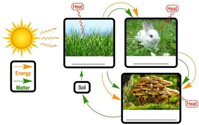 Energy flow in an ecosystem