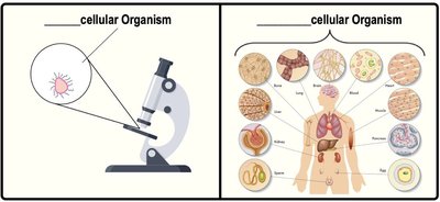 Comparison of unicellular and multicellular organisms