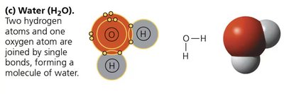 Water molecule showing polar covalent bonds