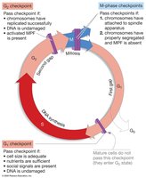 Cell-cycle checkpoints diagram