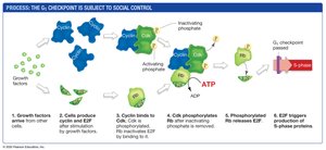 Growth factors move cells through G1 checkpoint