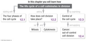 Chapter roadmap for cell cycle