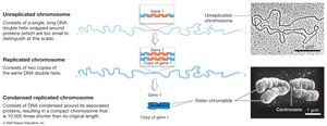Changes in chromosome morphology