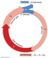Cell cycle diagram showing four phases