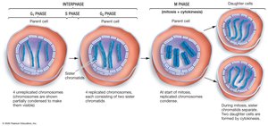 Overview of the cell cycle