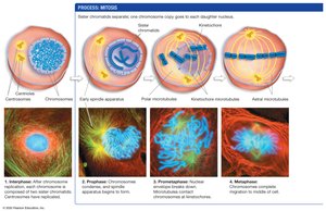 Mitosis process: prophase to metaphase