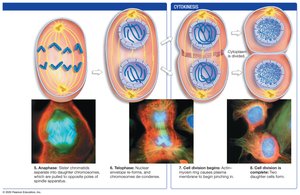 Mitosis process: anaphase to cytokinesis
