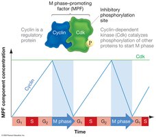 Cyclin concentration regulates MPF