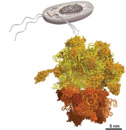 Ribosome structure in prokaryotes