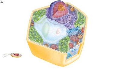 Plant cell with labeled organelles