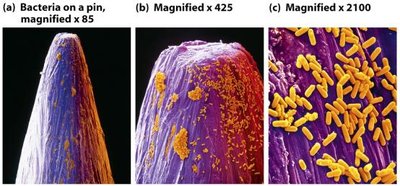 Bacteria on a pin at various magnifications
